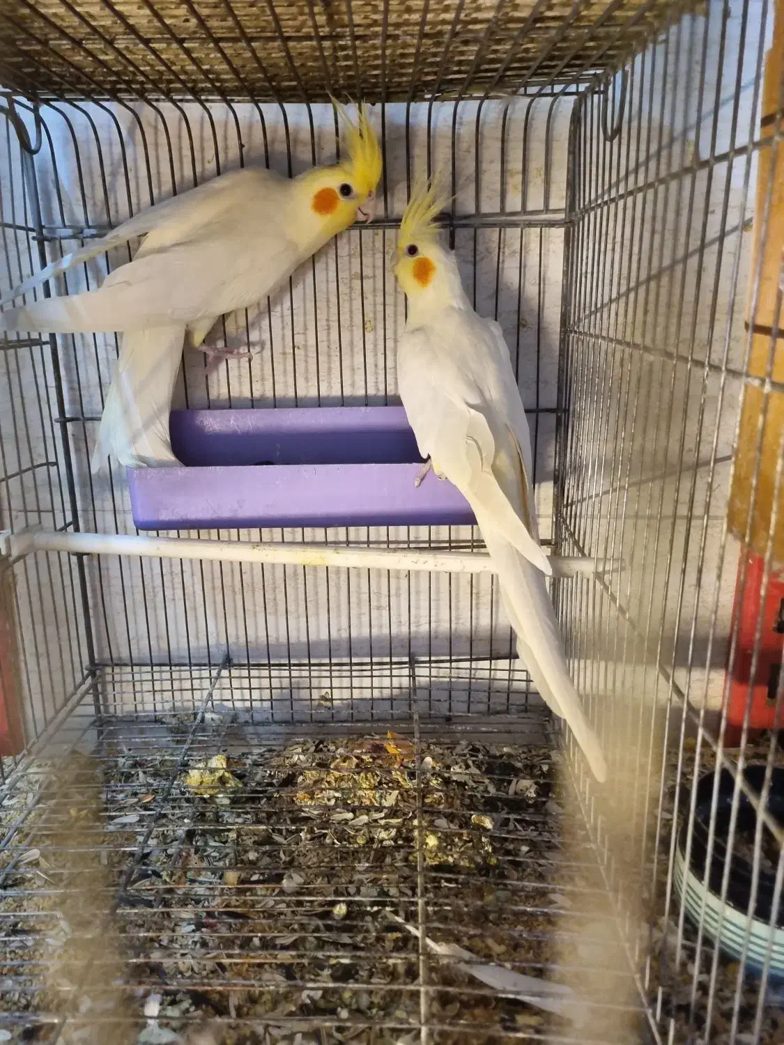 طوطی|پرنده|اردبیل, |دیوار