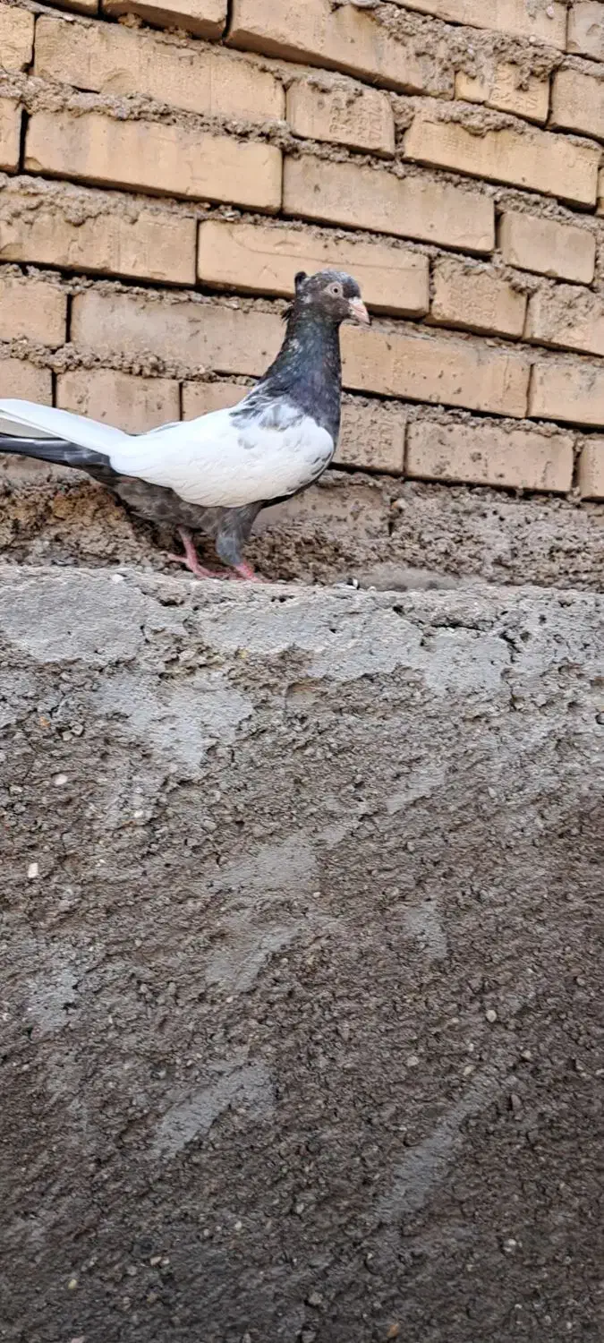 کبوترماده کت برف|پرنده|باوی, |دیوار