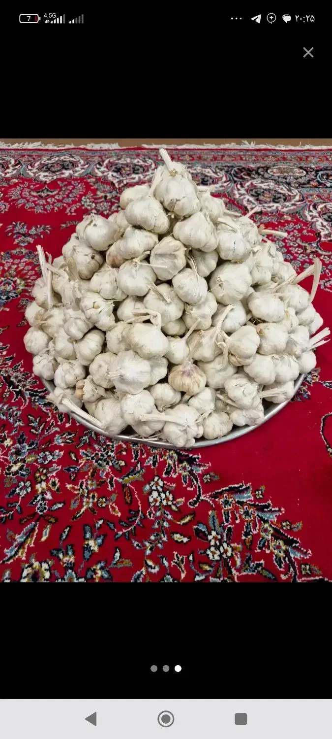 سیر بذری درجه 1 همدان جهت کاشت|حراج|خرمآباد, |دیوار