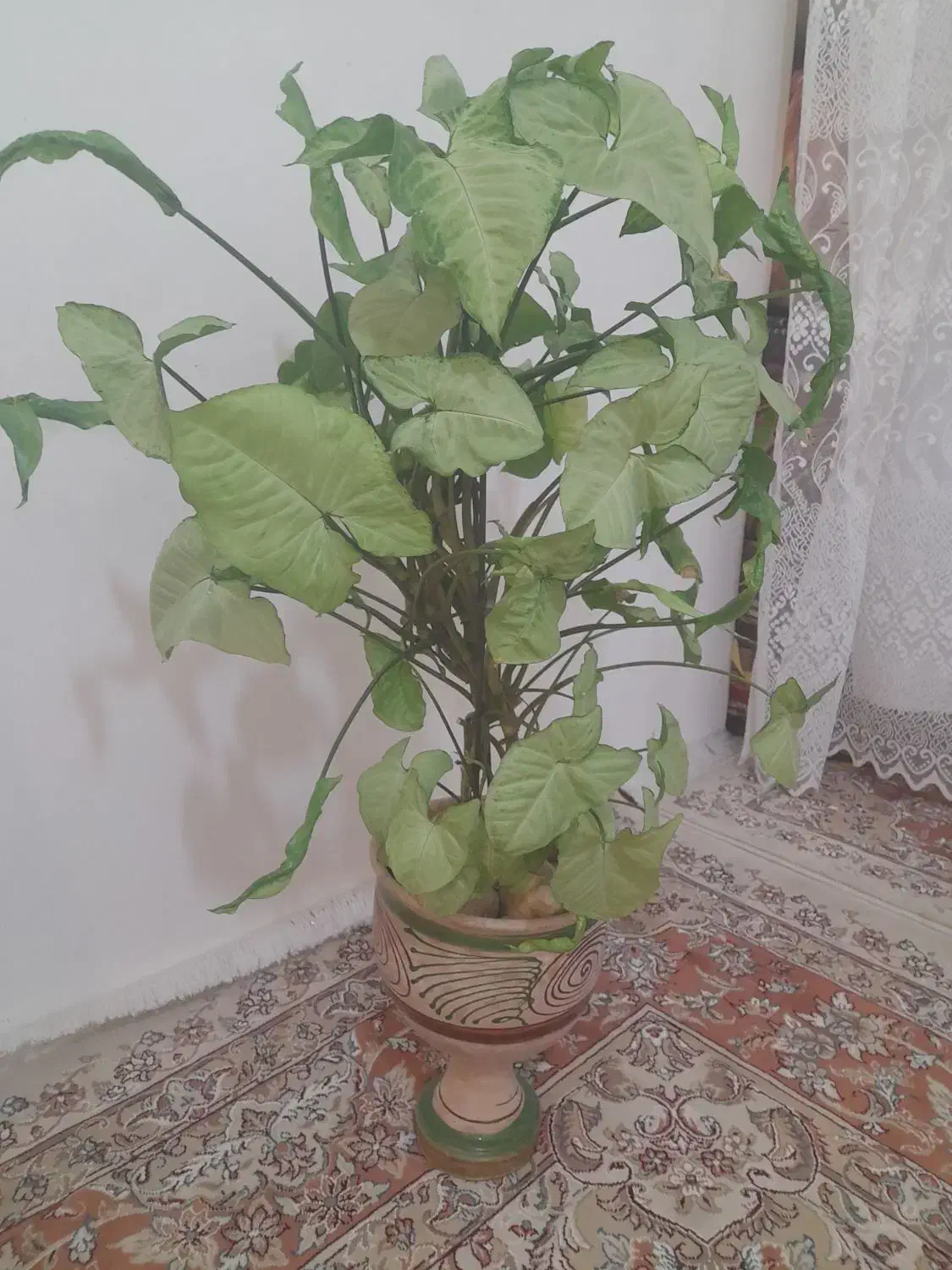 تعدادی گل|گل و گیاه طبیعی|شهرکرد, |دیوار