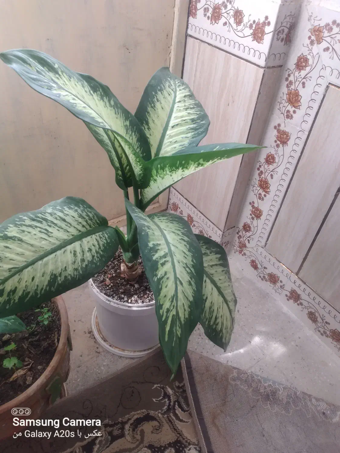 فروش گل|گل و گیاه طبیعی|یاسوج, |دیوار