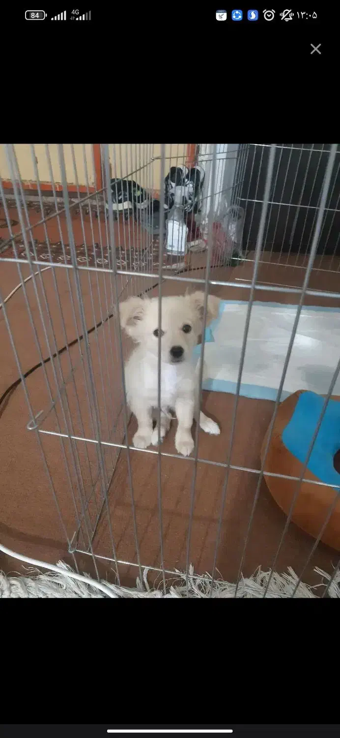 سگ باهوش|سگ|میناب, |دیوار