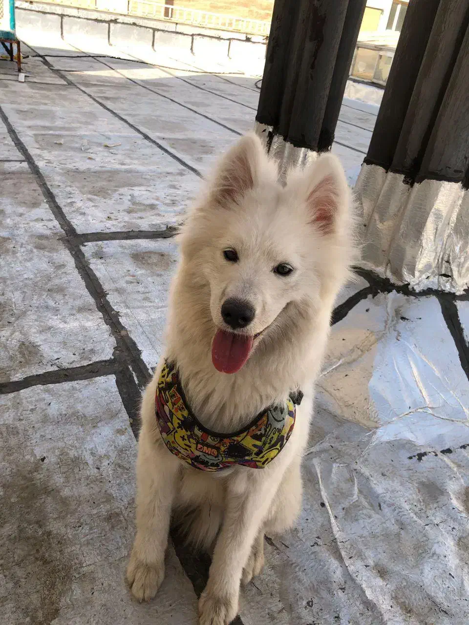 واگذاری سگ سامویید|سگ|کازرون, |دیوار