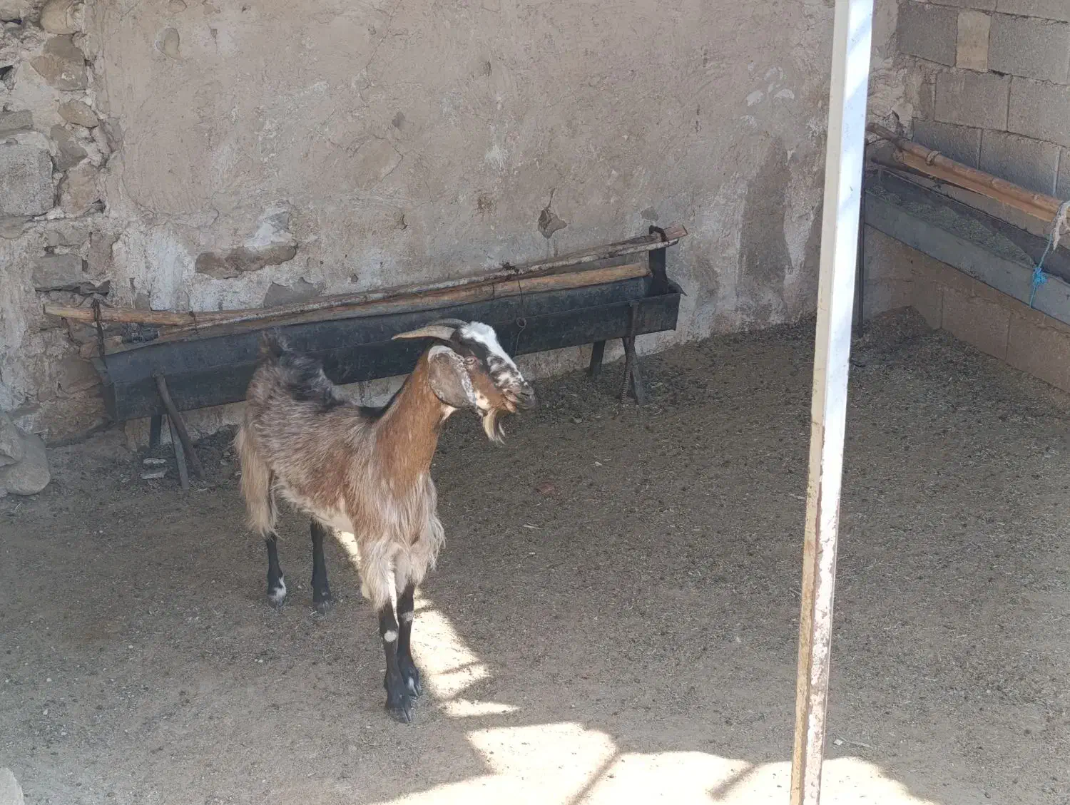 بز داشتی چاق|حیوانات مزرعه|کازرون, |دیوار