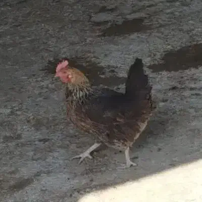 مرغ گلین بومی خروس گلین|حیوانات مزرعه|خمینی‌شهر, |دیوار