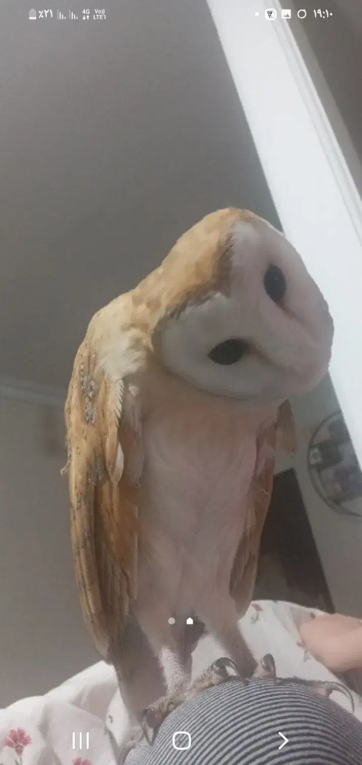 گمشده|حیوانات|کرج, اصفهانی‌ها|دیوار