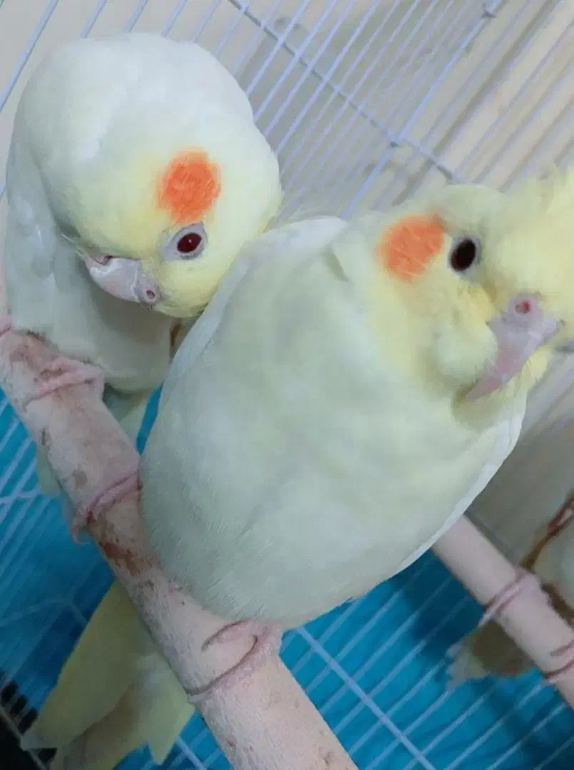 عروس هلندی مولد اصل لوتینو|پرنده|فریدون‌کنار, |دیوار