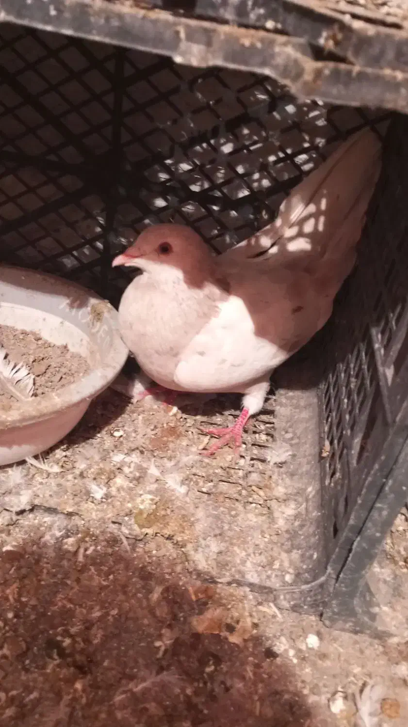 کبوتر پلاکی و کرس|پرنده|جوانرود, |دیوار