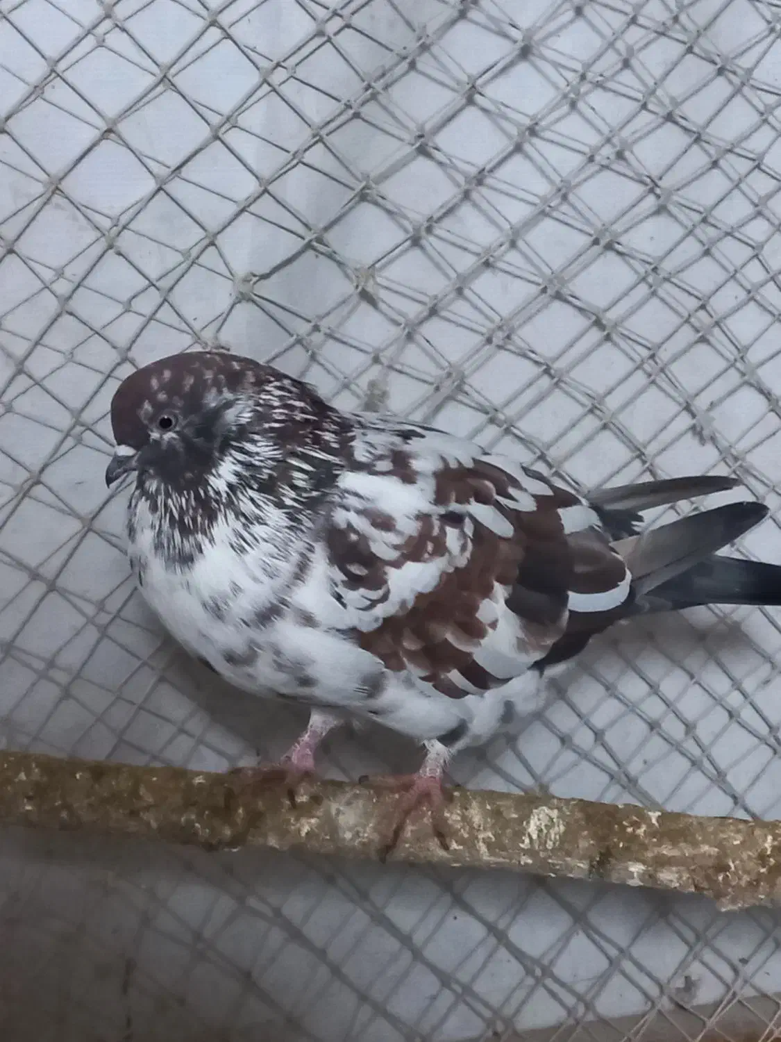 کبوتر پرشی|پرنده|رشت, حومه رشت|دیوار