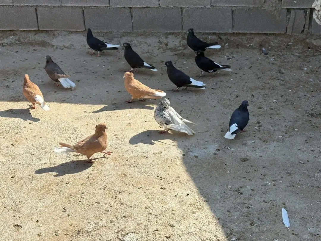 کبوتر دم سفید|پرنده|کرخه, |دیوار