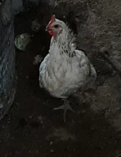 مرغ خروس|حیوانات مزرعه|رامسر, |دیوار