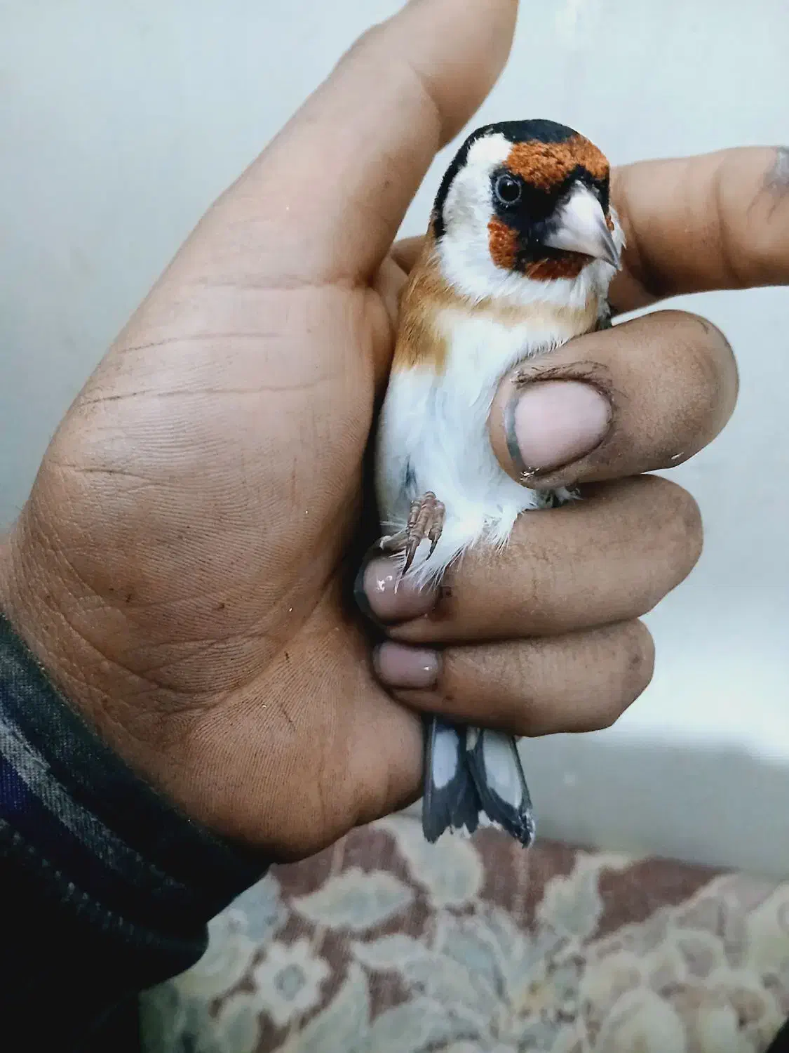 سهره نره بشرط|پرنده|شاهین‌شهر, عطار|دیوار