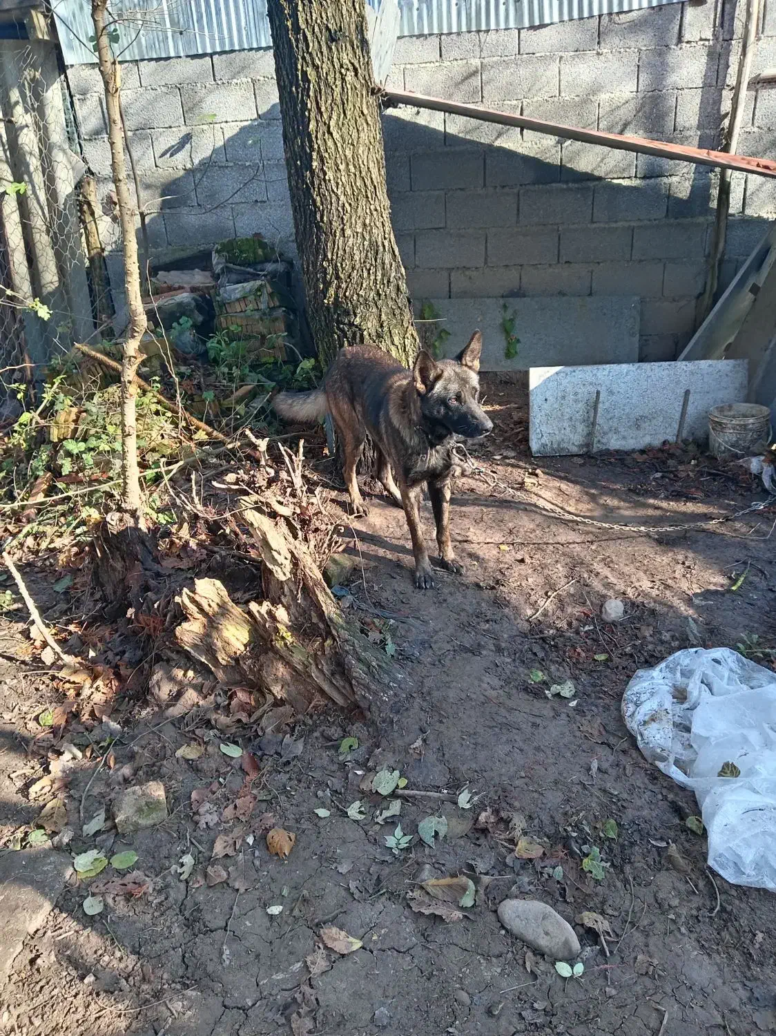 ملینوز|سگ|لاهیجان, لفمجان|دیوار