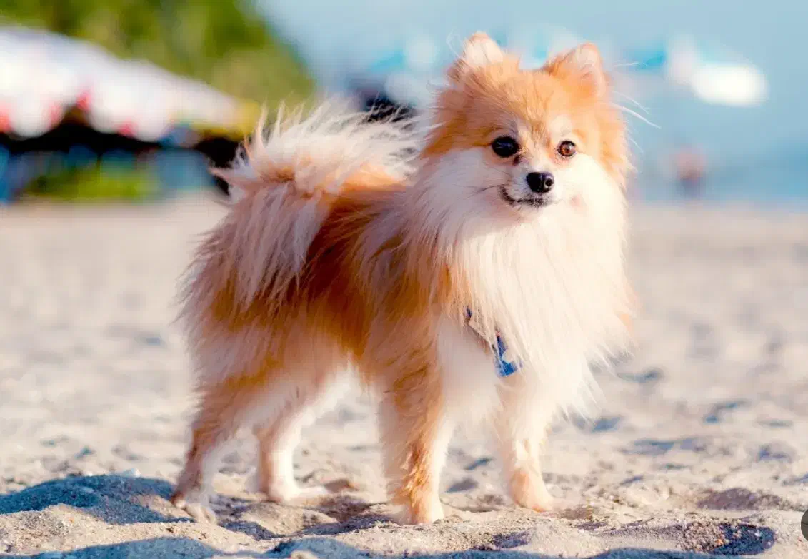 سگ پیدا شده|حیوانات|سهند, |دیوار