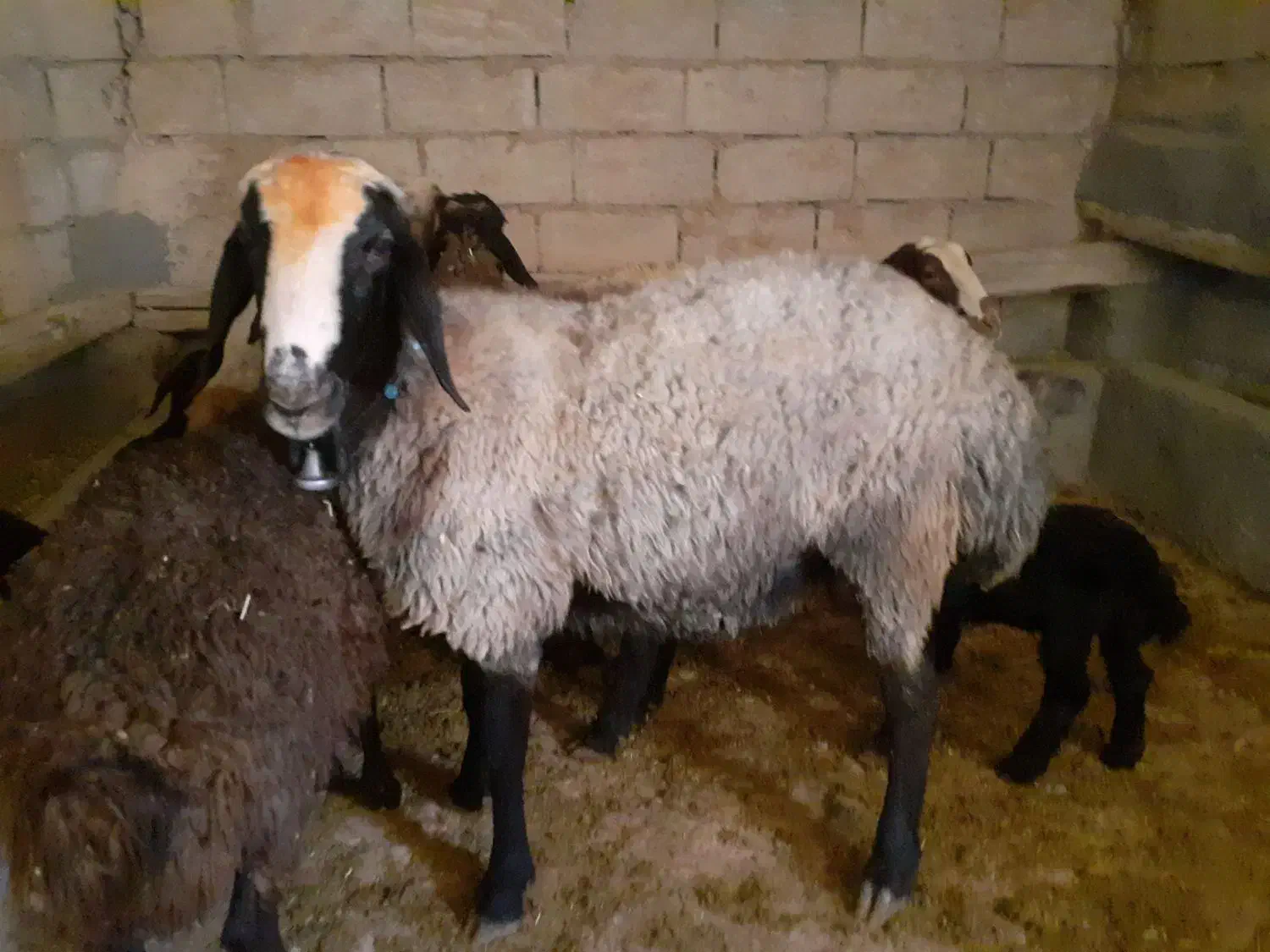 قوچ شال شیشک|حیوانات مزرعه|همدان, |دیوار