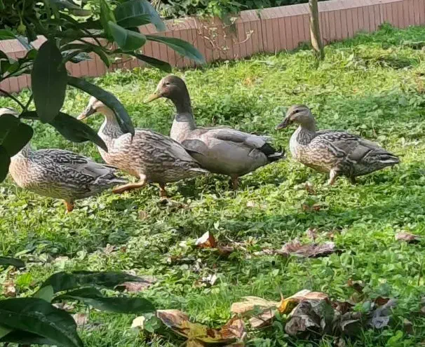 اردک مرغابی|حیوانات مزرعه|رشت, حافظ آباد|دیوار