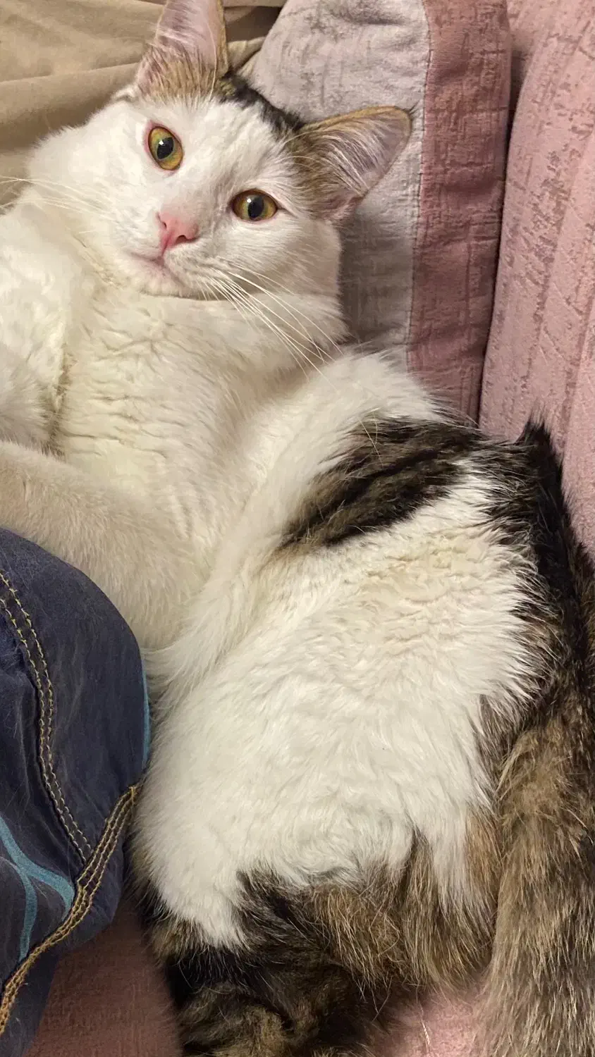 واگذاری گربه نر|گربه|تبریز, |دیوار