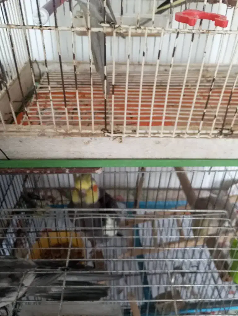 طوطی عروس|پرنده|صومعهسرا, |دیوار