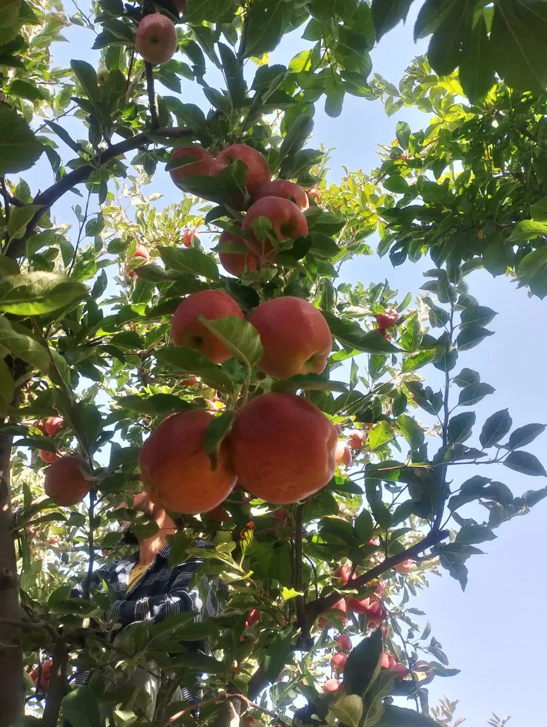 سیب درختی قرمزخوش رنگ به فروش میرسد|خدمات باغبانی و درختکاری|گلبهار, شهر جدید گلبهار|دیوار