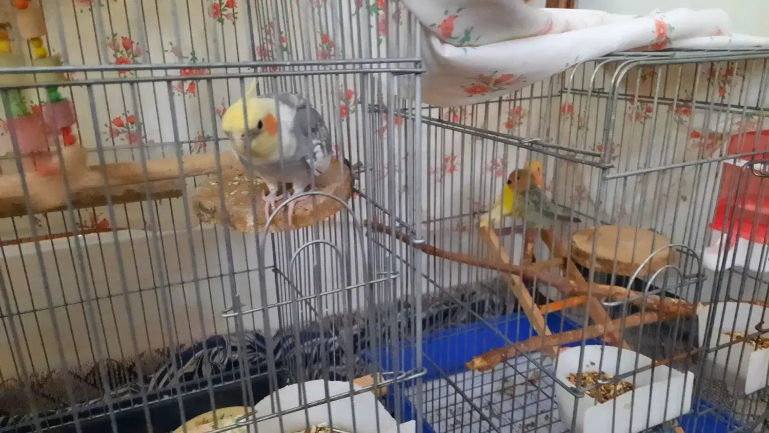 گمشده .گمشده|حیوانات|میناب, |دیوار