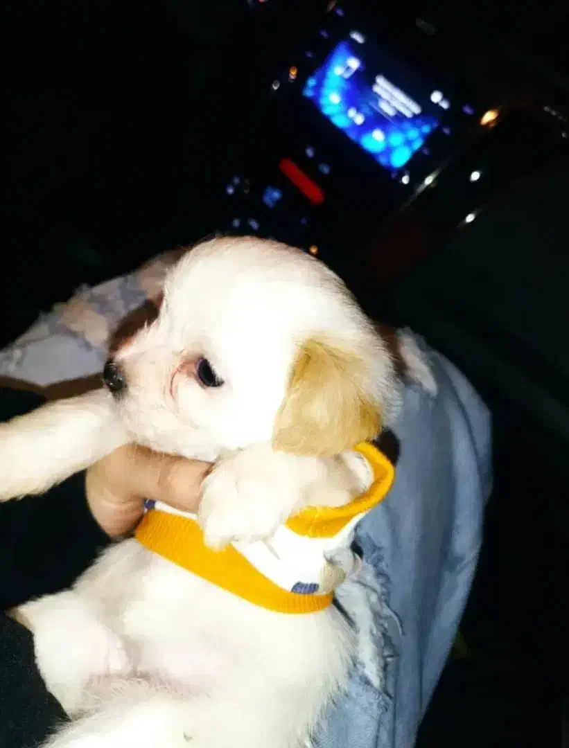 پودل|سگ|نسیم‌شهر, |دیوار