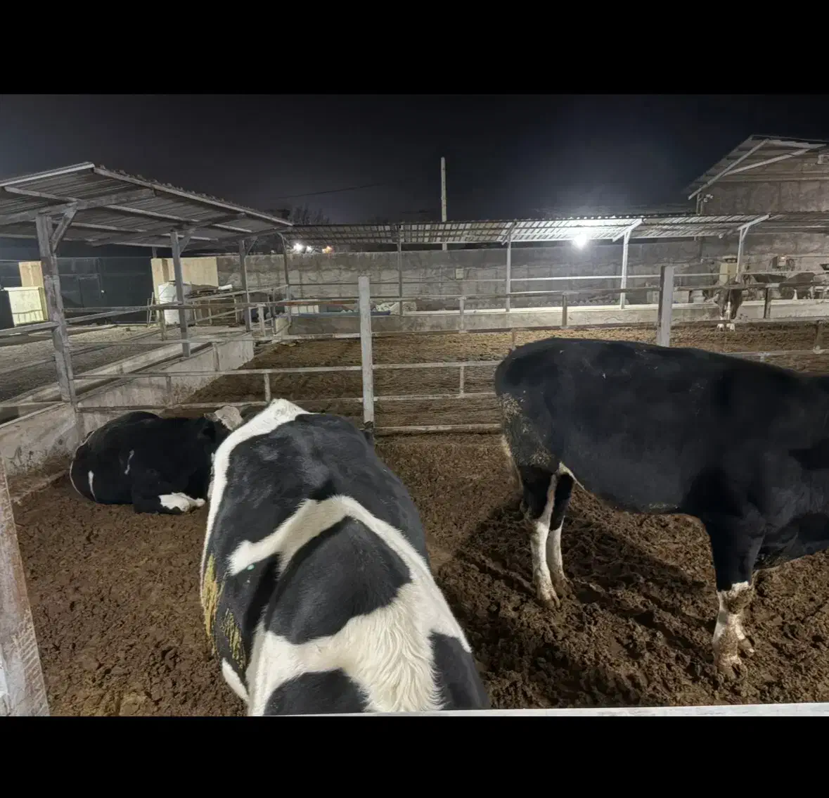 گوساله چاق|حیوانات مزرعه|زرندیه, |دیوار