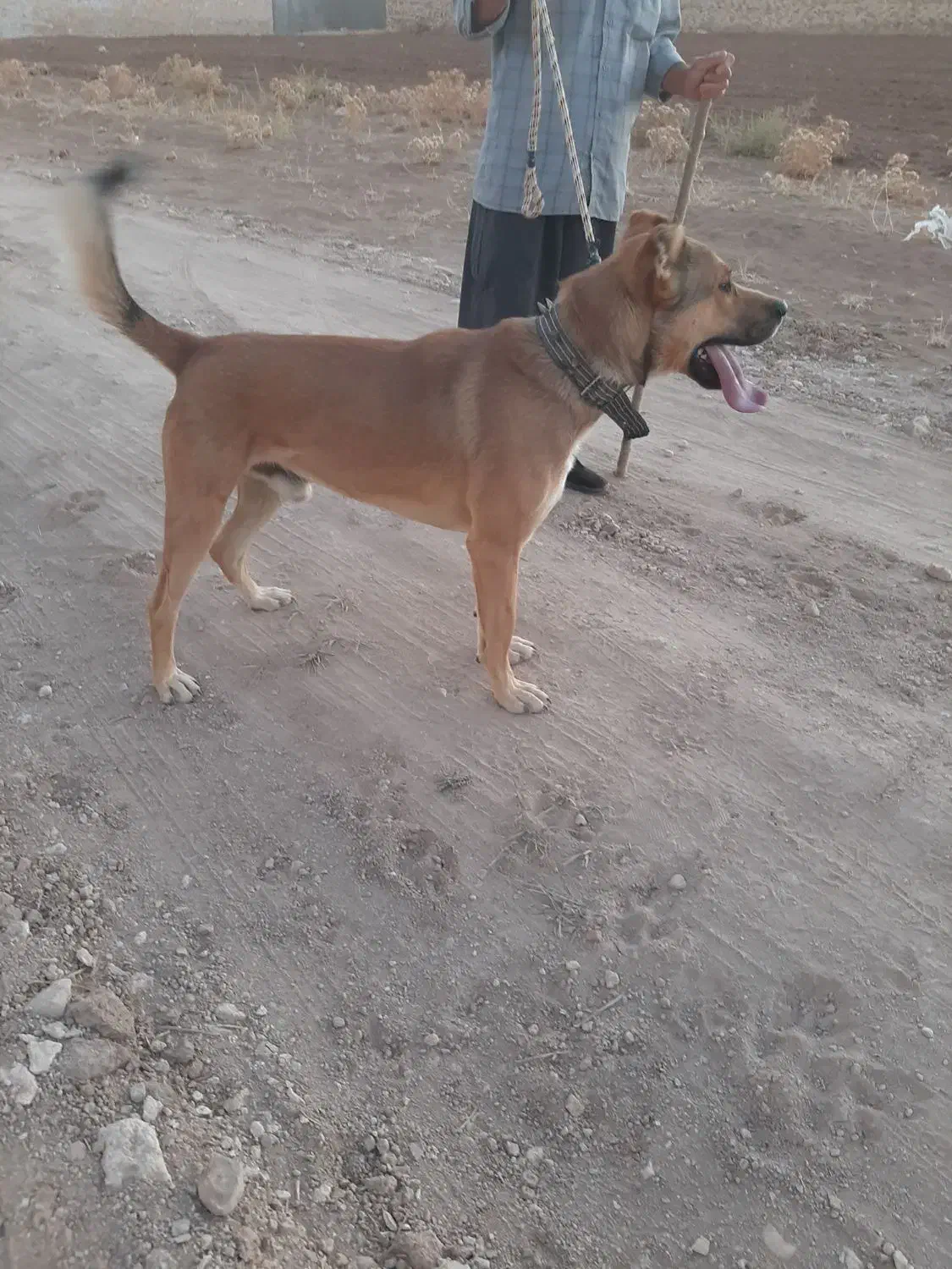 سگ سرابی|سگ|ایجرود, |دیوار