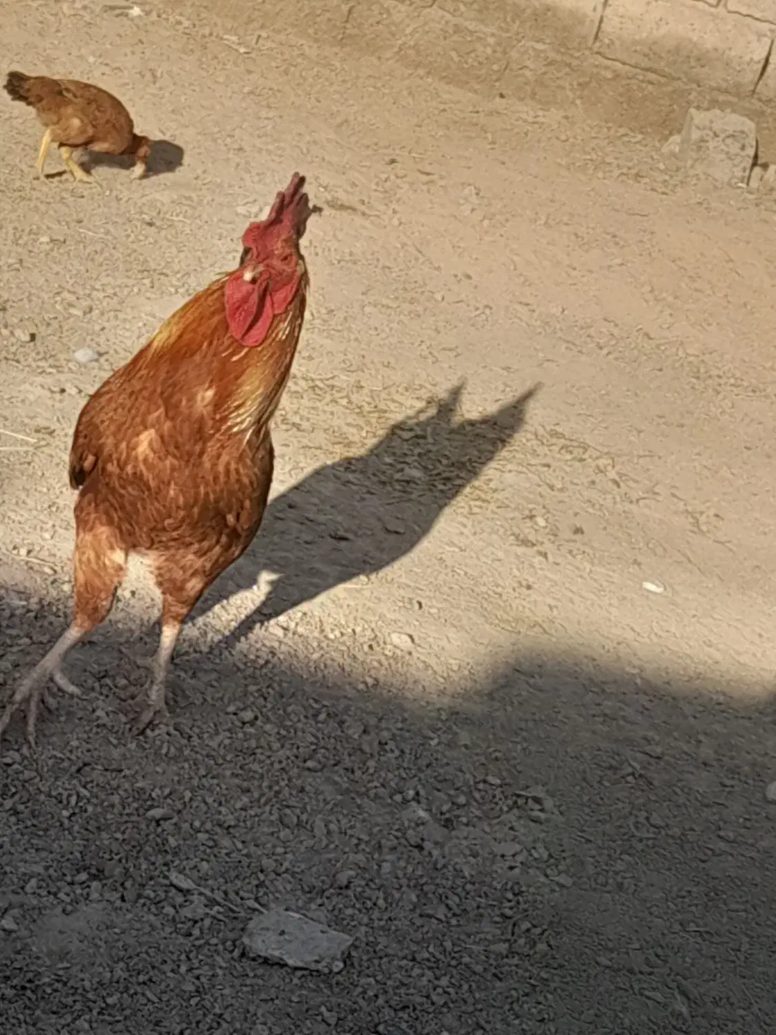 خروس قرمز|حیوانات مزرعه|زهک, |دیوار