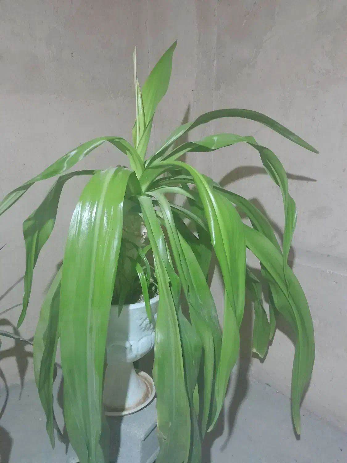 گل ذرتی|گل و گیاه طبیعی|مرودشت, دولت آباد|دیوار