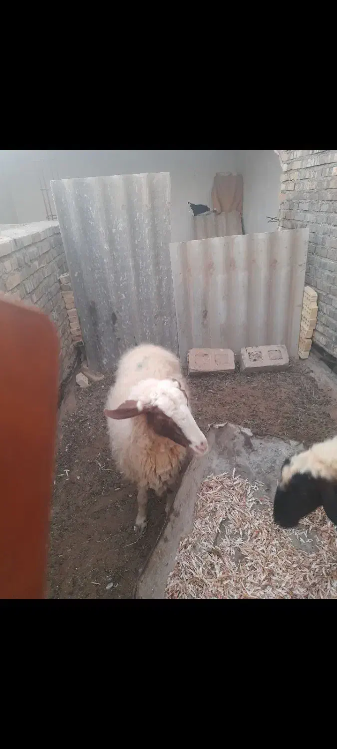 یک عدد گوسفند|حیوانات مزرعه|سوسنگرد, |دیوار