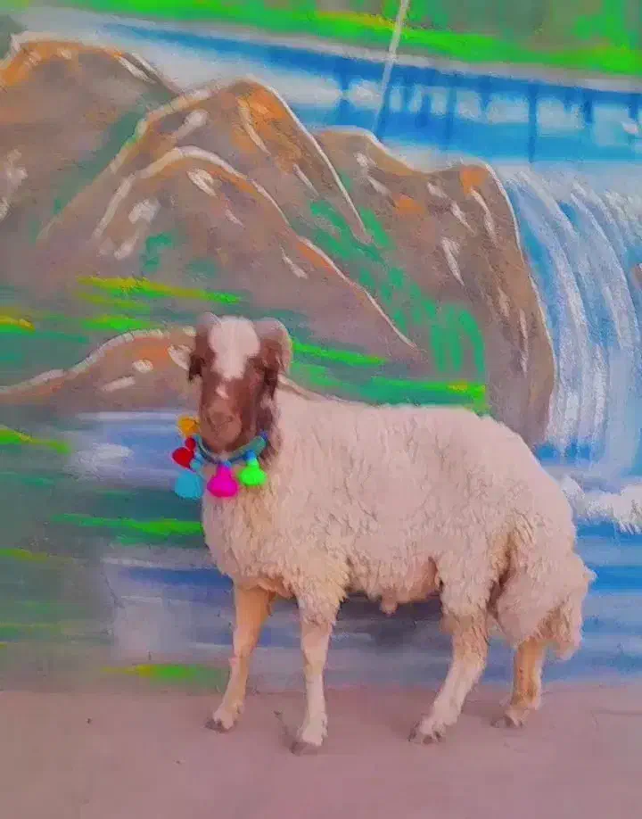 بره شیشک قوچ سنجابی اصل|حیوانات مزرعه|کاشمر, |دیوار