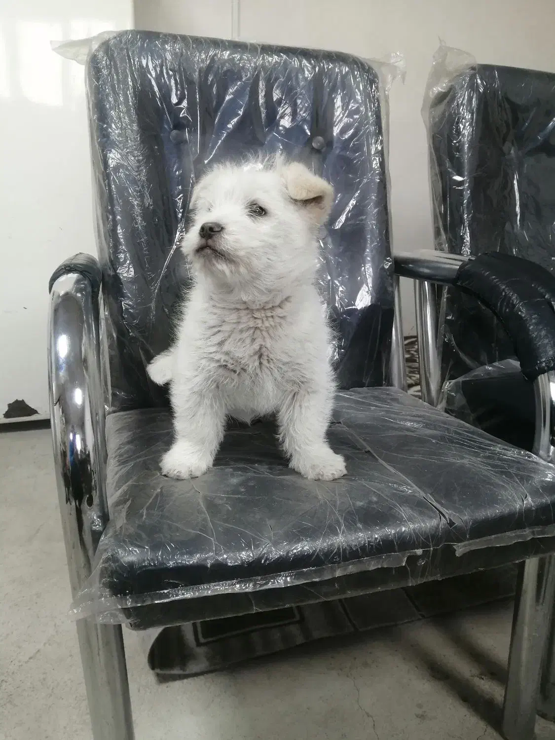 نژاد شیتزو مالتیز|سگ|تبریز, |دیوار