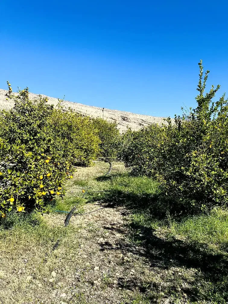فروش باغ ویلائی گچساران روستای کلاغ نشین|فروش خانه و ویلا|دوگنبدان, |دیوار