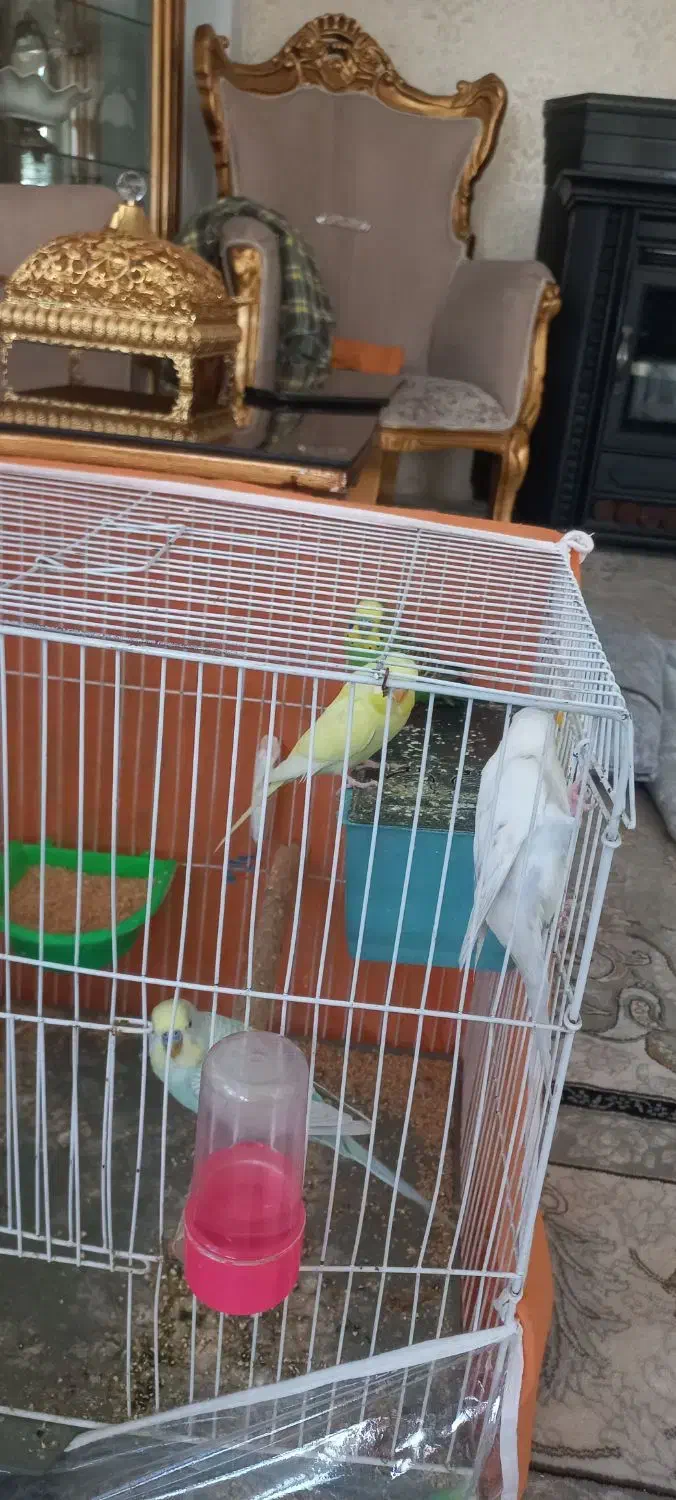 مرغ عشق دستی|پرنده|مشهد, هفده شهریور|دیوار