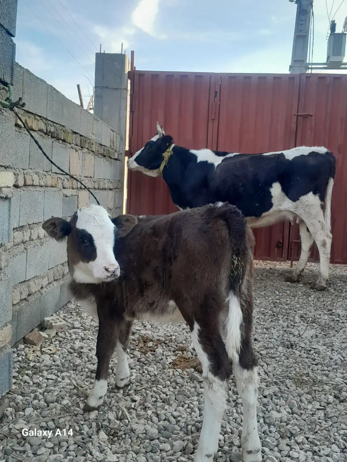 گاو گوساله دار|حیوانات مزرعه|گنبد کاووس, |دیوار