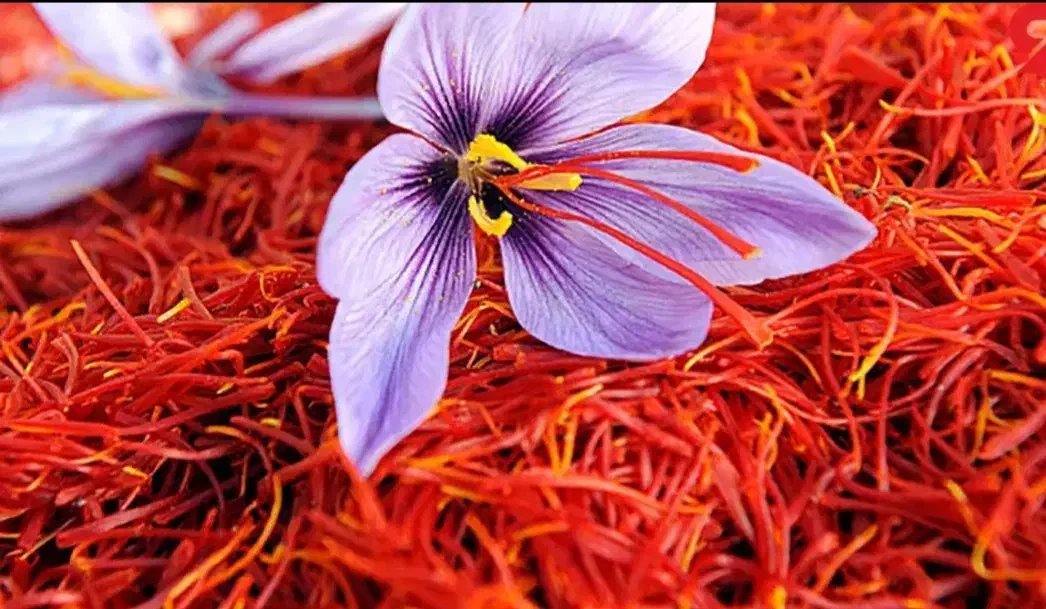 کارگر گل چینی دارم|خدمات باغبانی و درختکاری|تربت جام, کشتارگاه|دیوار