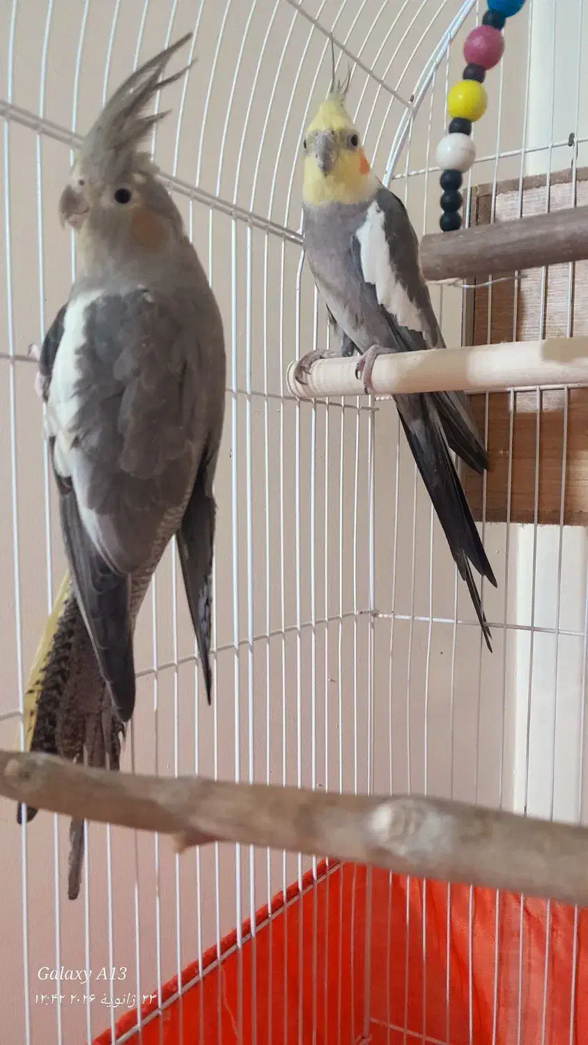 عروس هلندی جفت|پرنده|تهران, شهرک رضویه|دیوار