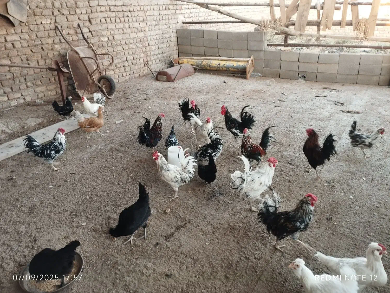تخم مرغ  گلین|خوردنی و آشامیدنی|ساوه, |دیوار
