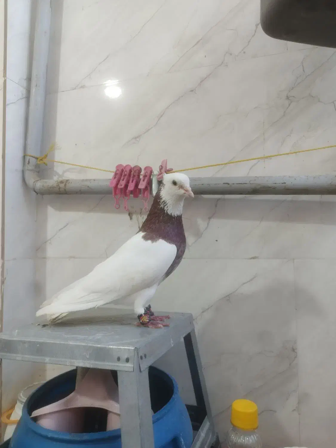 طوقی نر|پرنده|پاکدشت, پاکدشت (مامازند)|دیوار