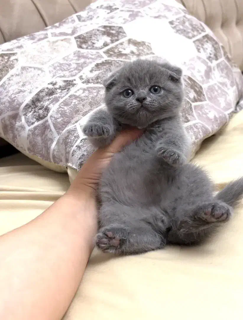 گربه‌های فوق‌العاده ناز و باهوش|گربه|ارومیه, |دیوار