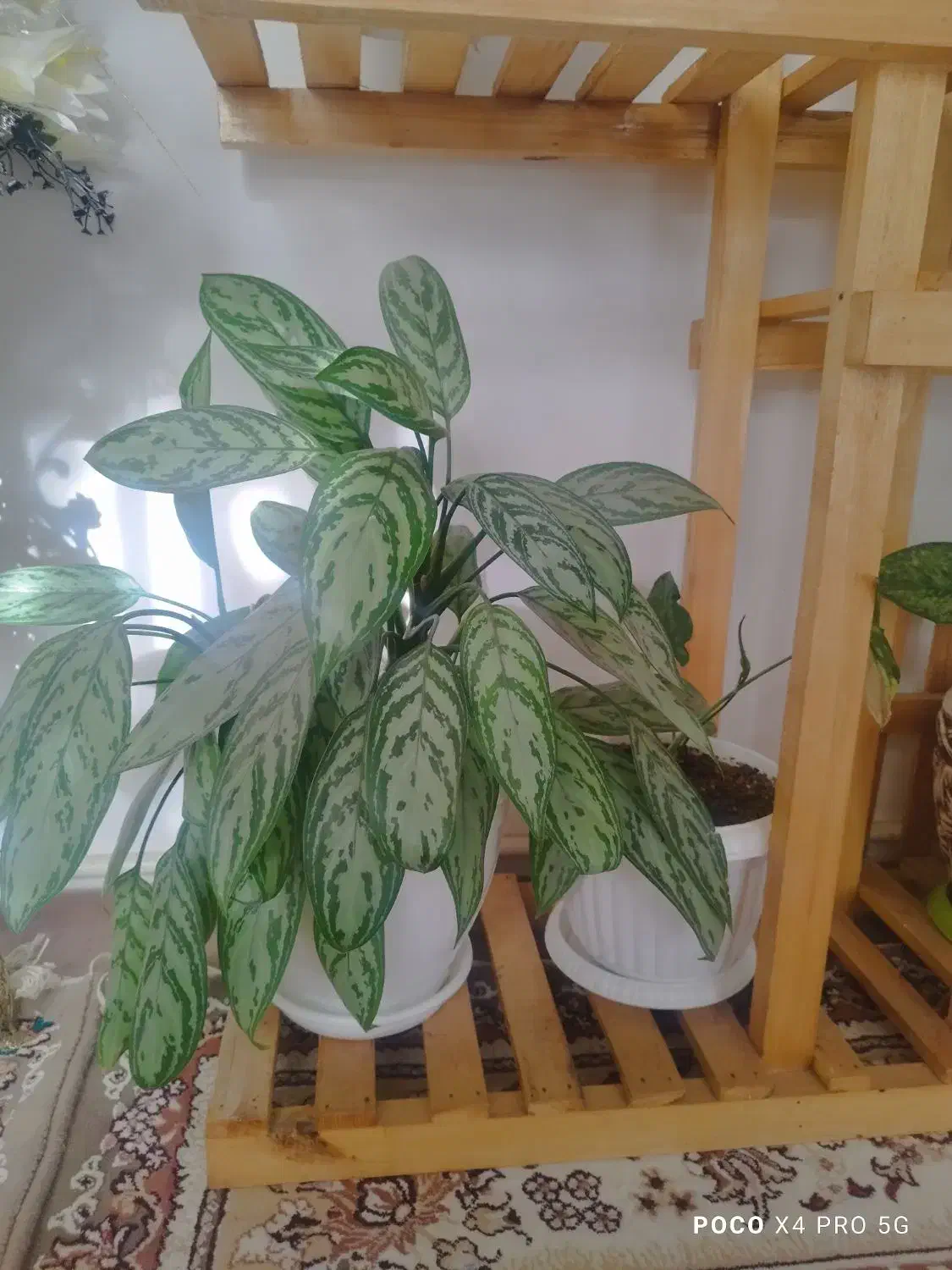 گل با گلدان|گل و گیاه طبیعی|خرمدره, |دیوار