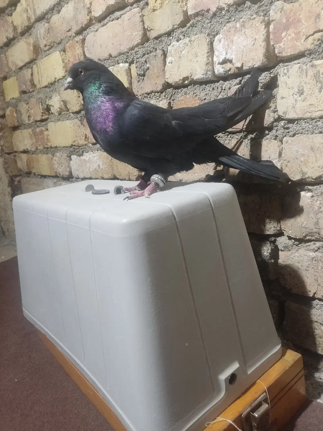 کفتر دولا پر|پرنده|بروجن, |دیوار