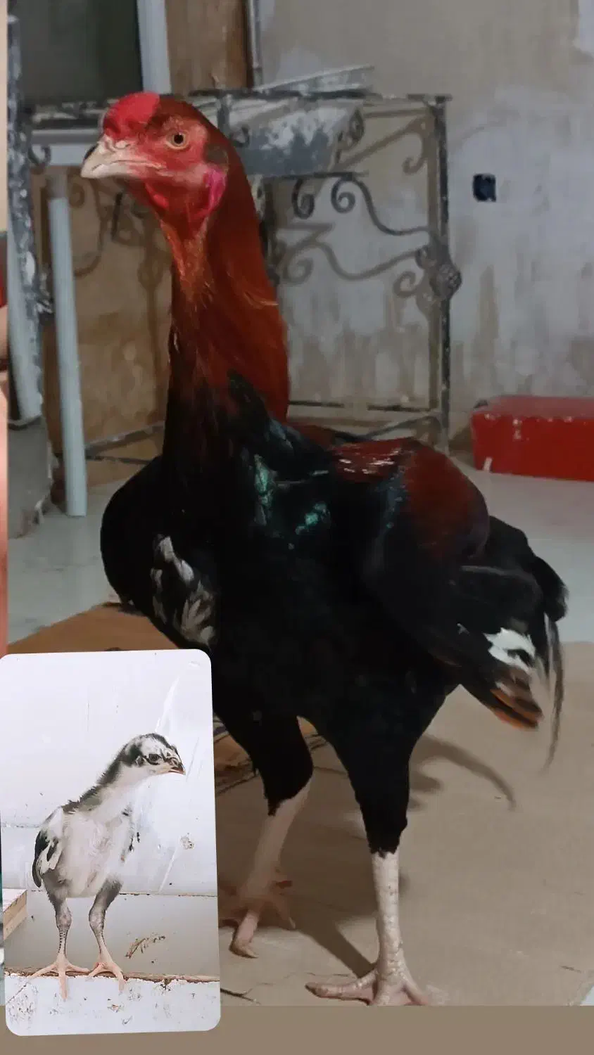 خروس و جوجه لاری|حیوانات مزرعه|تبریز, |دیوار