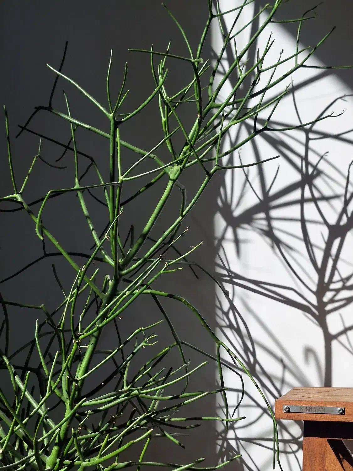 اِفوربیا تیروکالی|گل و گیاه طبیعی|تهران, سردارجنگل|دیوار