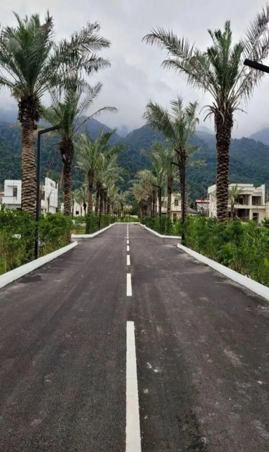 نخل لاکچری|گل و گیاه طبیعی|فولادشهر, فولادشهر|دیوار