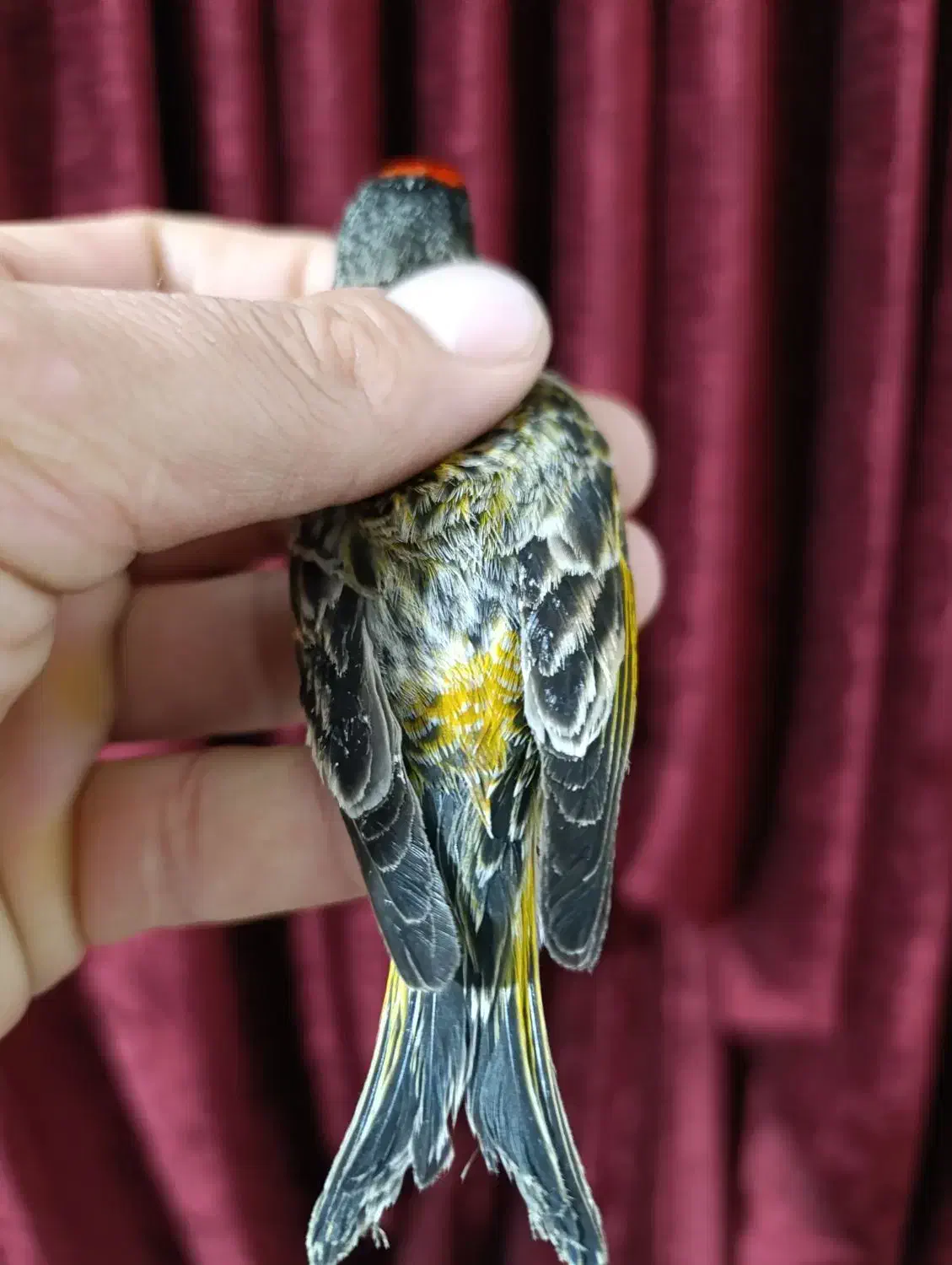 گلبسر نر زعفرانی|پرنده|مشهد, انصار|دیوار