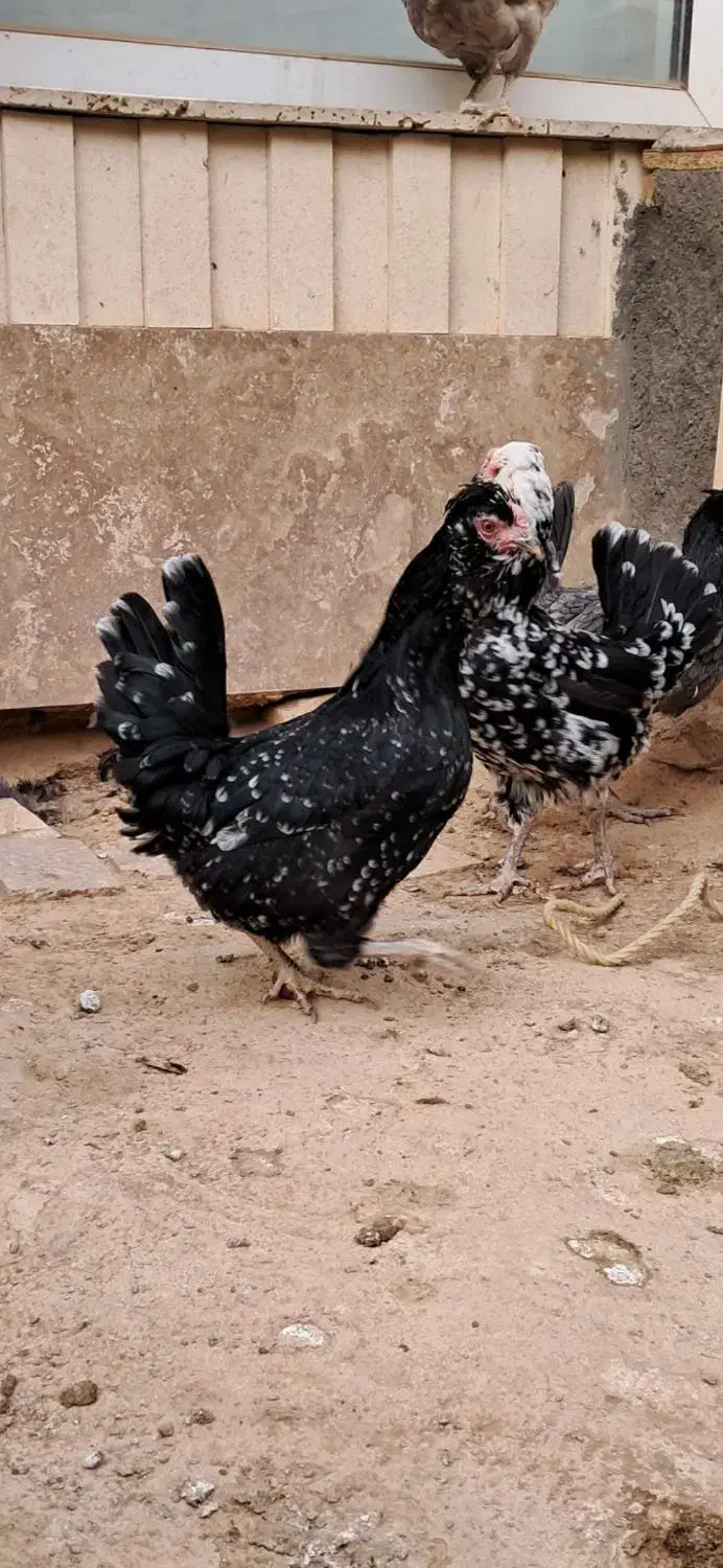 مرغ خروس گلین فول کیفیت|حیوانات مزرعه|شاهینشهر, شهرک پردیس|دیوار