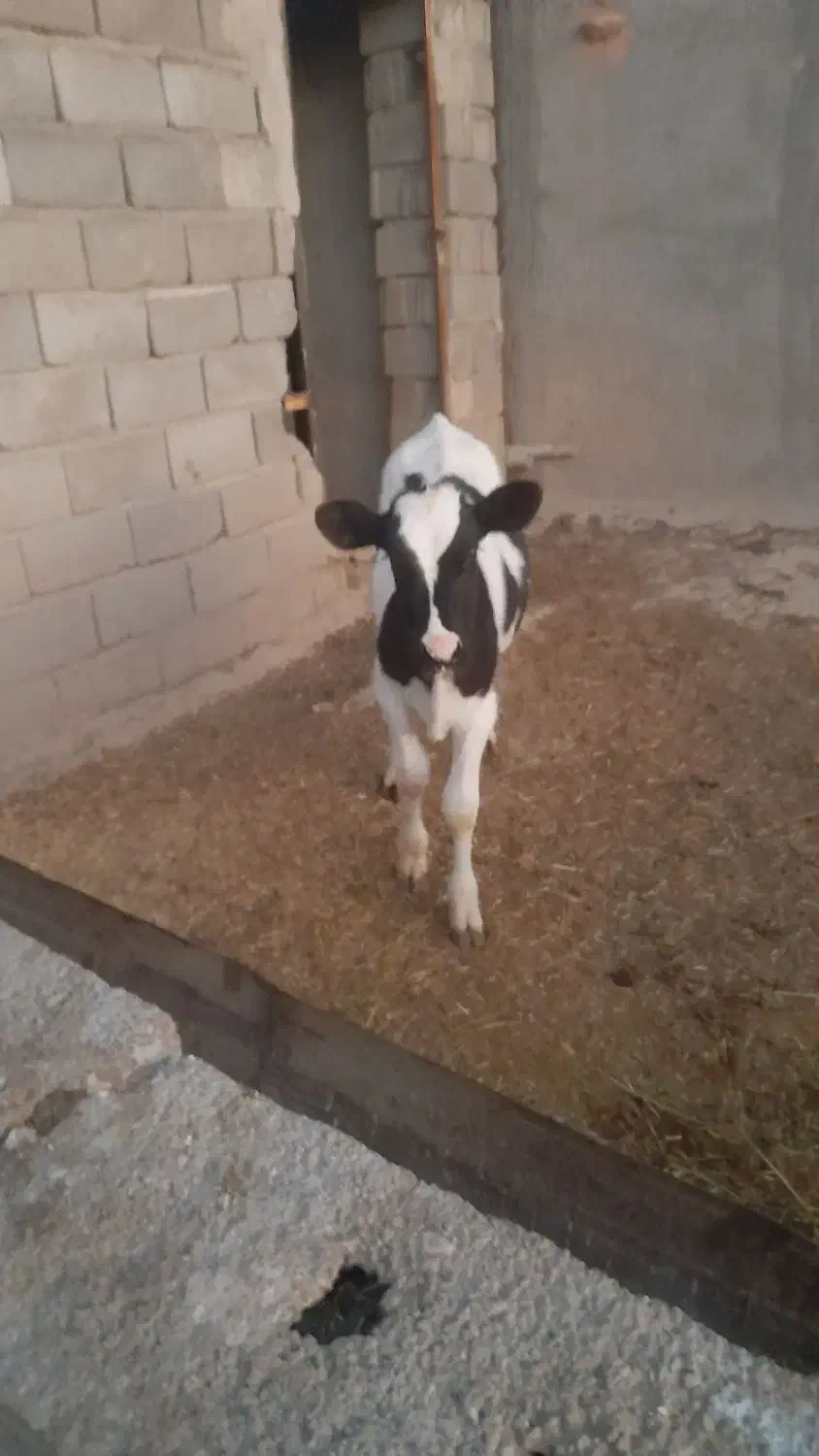 گوساله|حیوانات مزرعه|هلالی, |دیوار