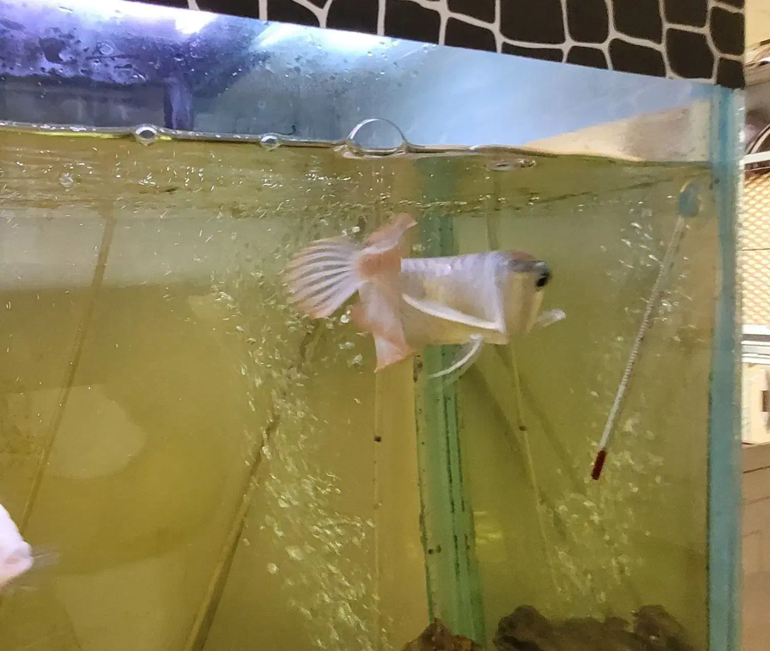 آروانا سیلور|ماهی|فردیس, نگارستان|دیوار