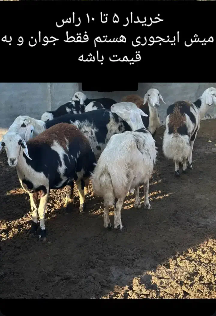 میش پلنگی اصل|حیوانات مزرعه|بروجرد, |دیوار